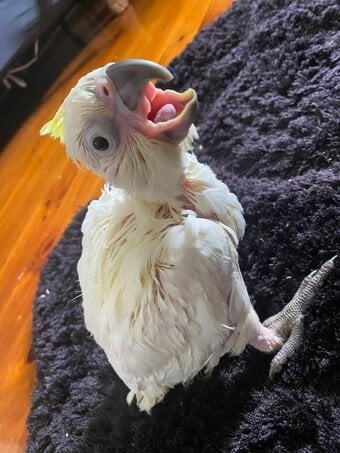 Hand Reared Yellow Crested Cockatoo