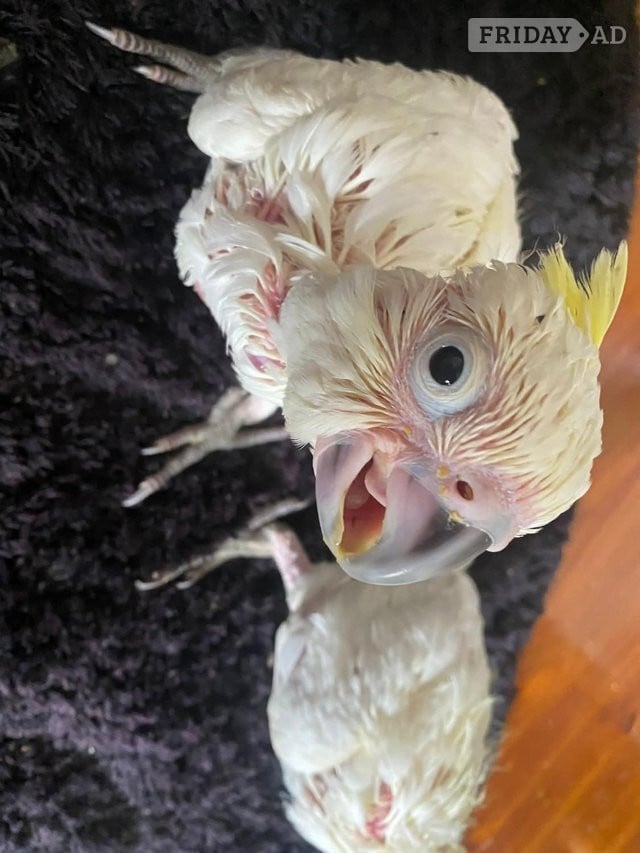 Hand Reared Yellow Crested Cockatoo