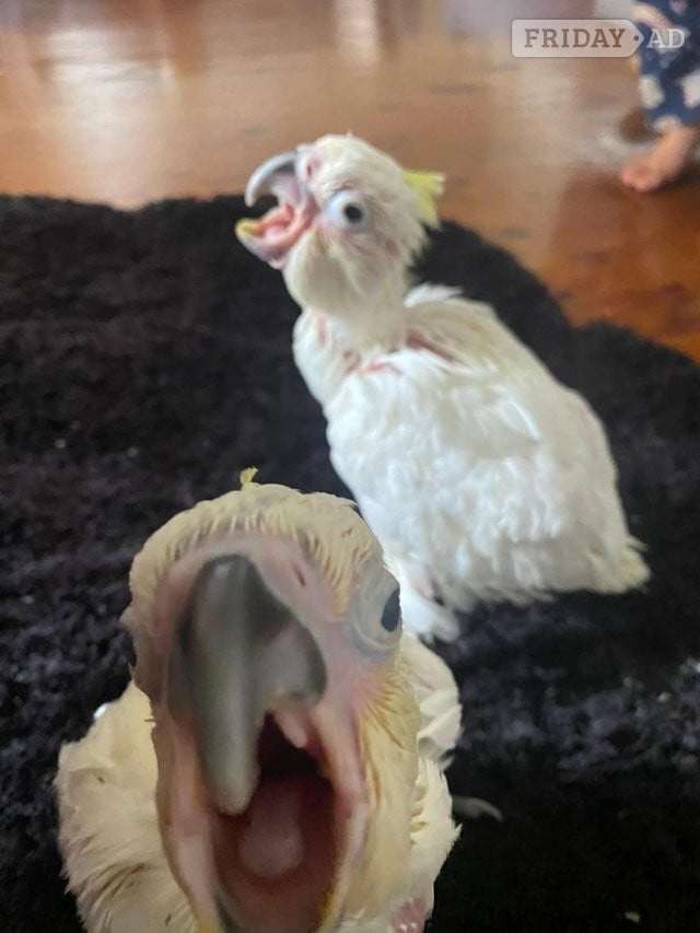 London Hand Reared Yellow Crested Cockatoo