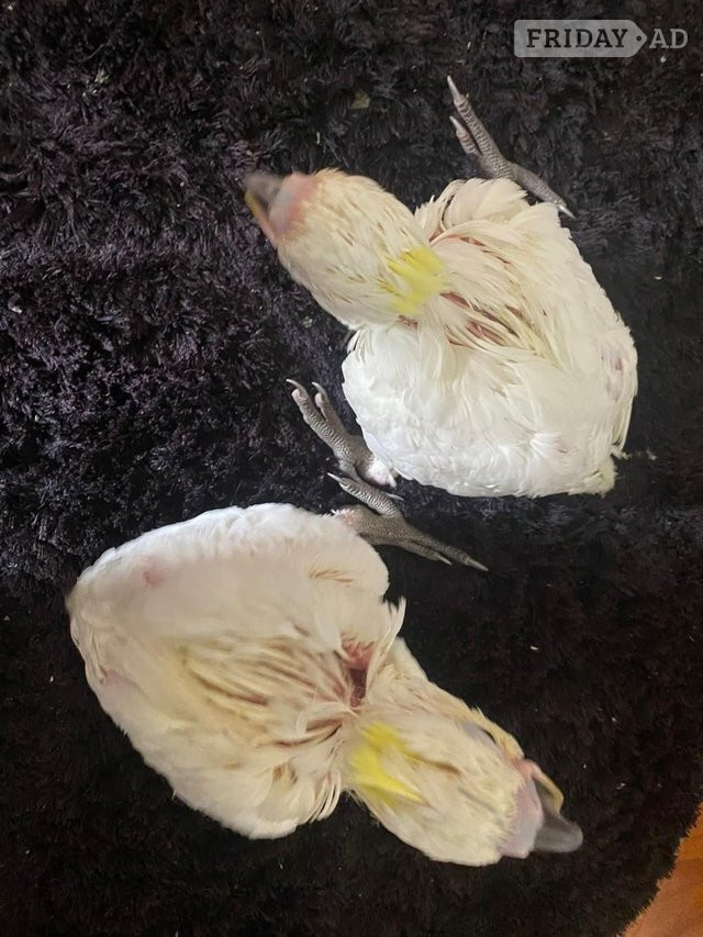 Hand Reared Yellow Crested Cockatoo - Birds in London