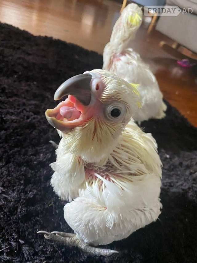 Hand Reared Yellow Crested Cockatoo - Birds