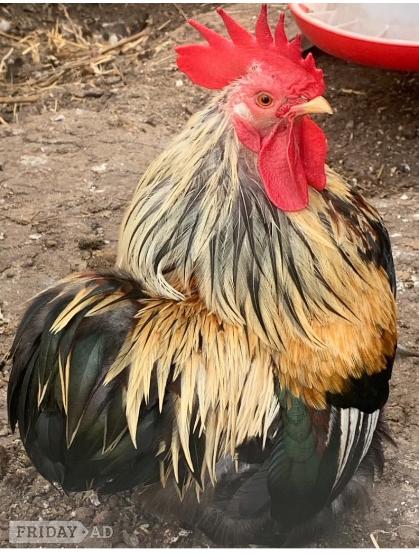 Pekin cockerel available  in Birmingham