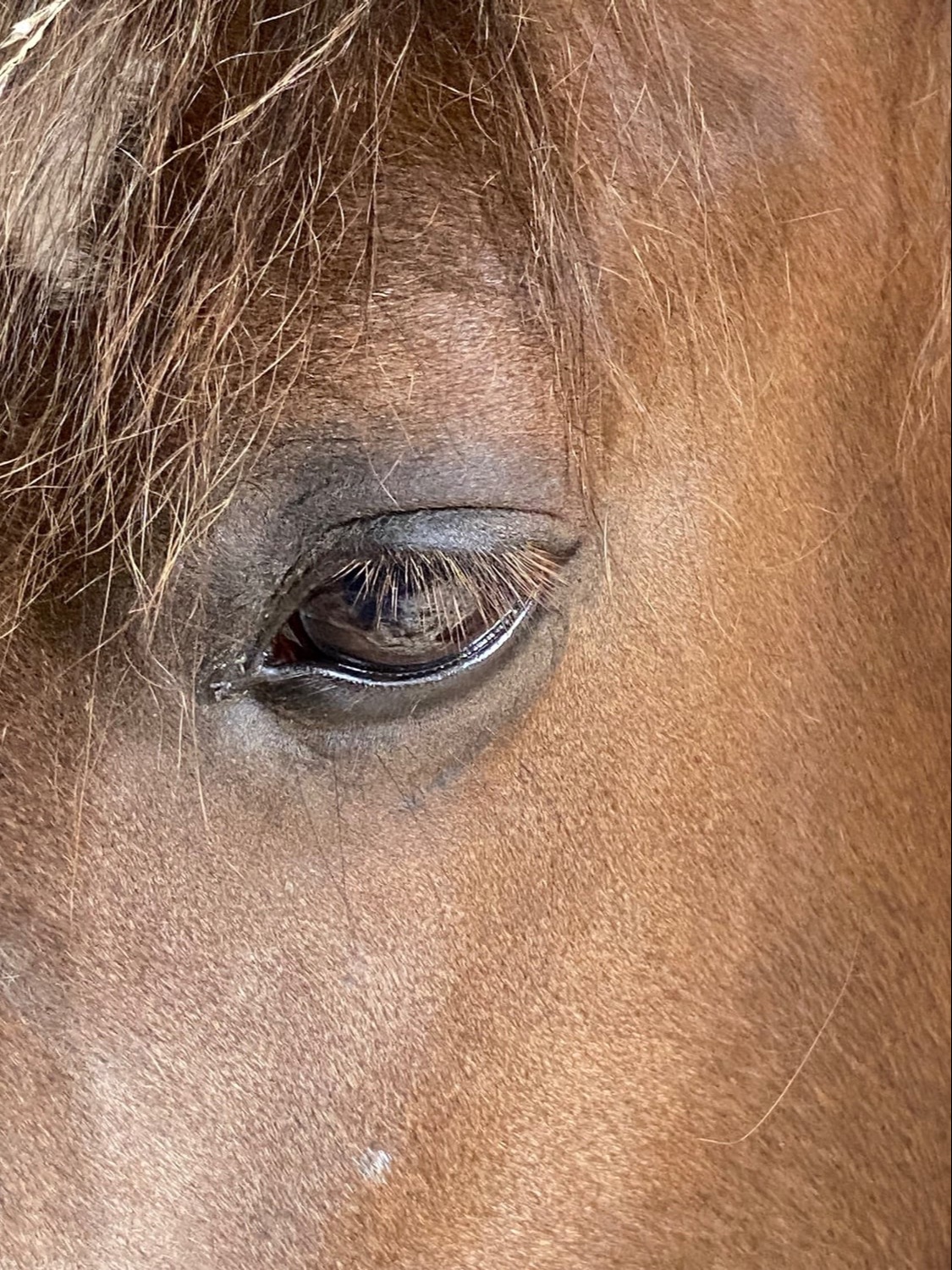 Beautiful Liver chestnut -Welsh Section D Mare