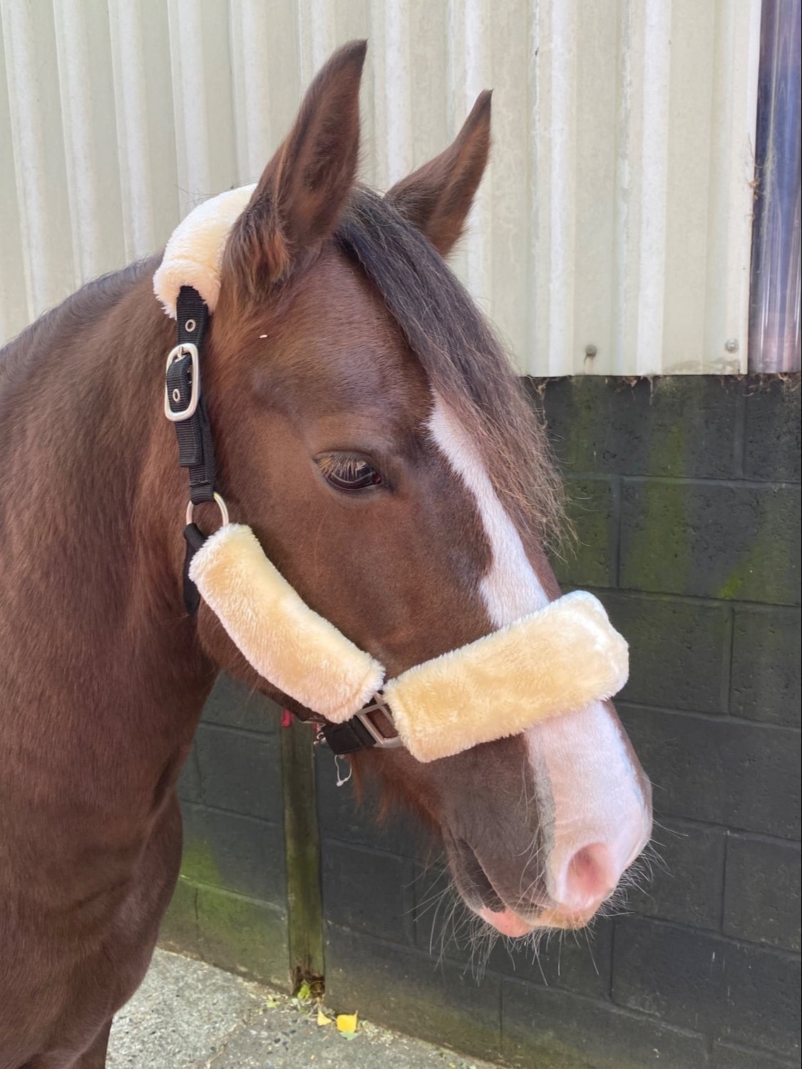 Beautiful Liver chestnut -Welsh Section D Mare - Horses in Hillingdon