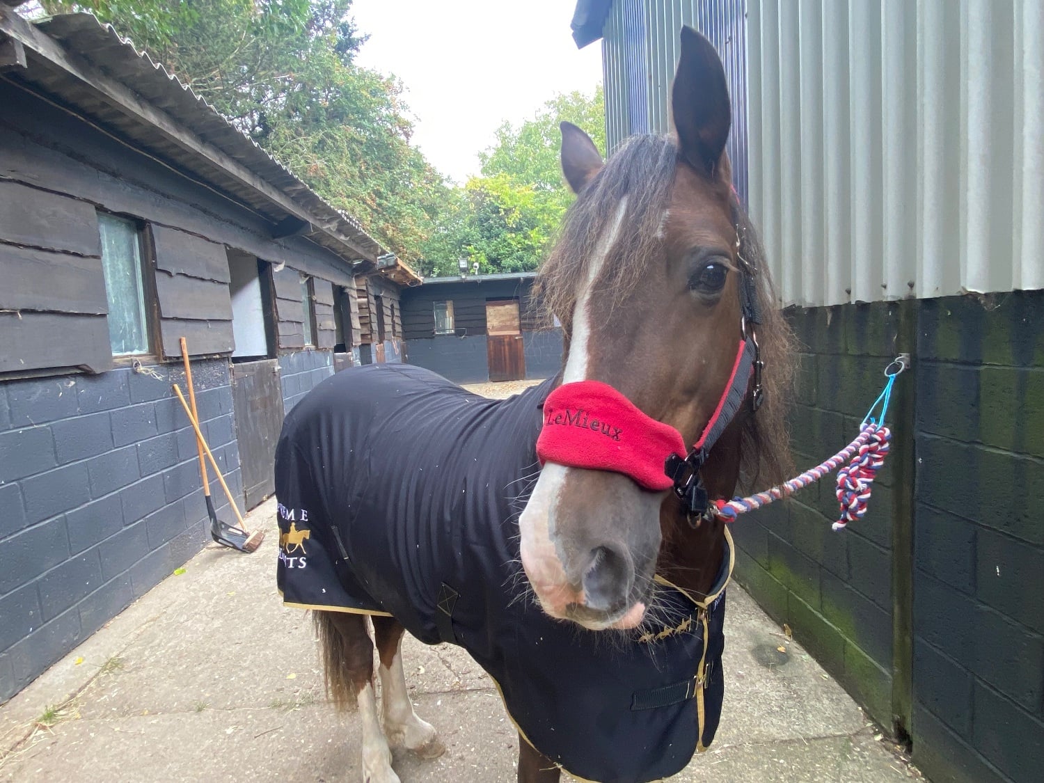 Beautiful Liver chestnut -Welsh Section D Mare - Horses