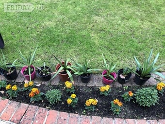 Baby Outdoor Yucca Plant