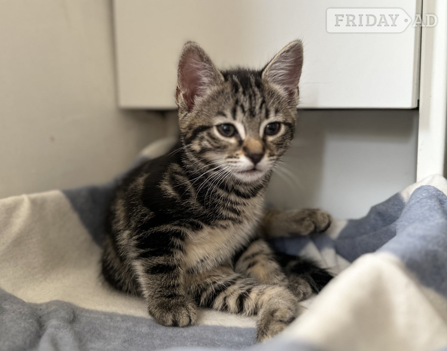 Adorable Kitten Tabby Girl – 11 Weeks Ready Now for Her Forever Home in Bexhill-On-Sea