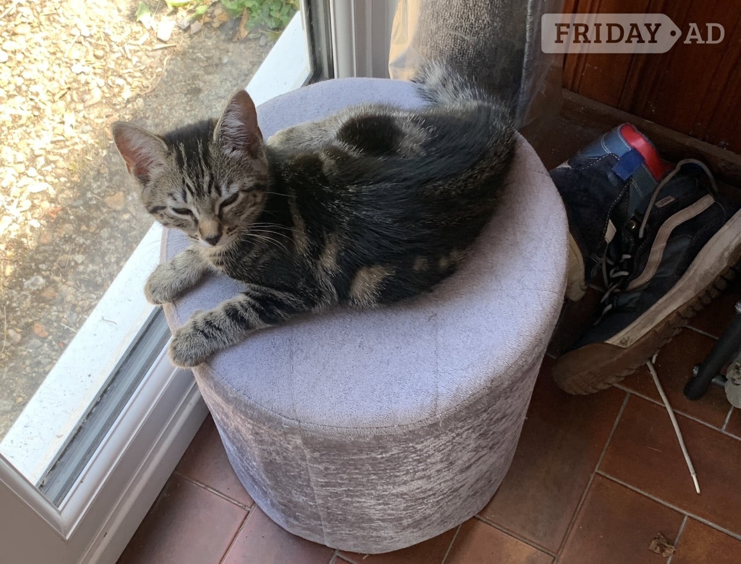 Adorable Kitten Tabby Girl – 11 Weeks Ready Now for Her Forever Home