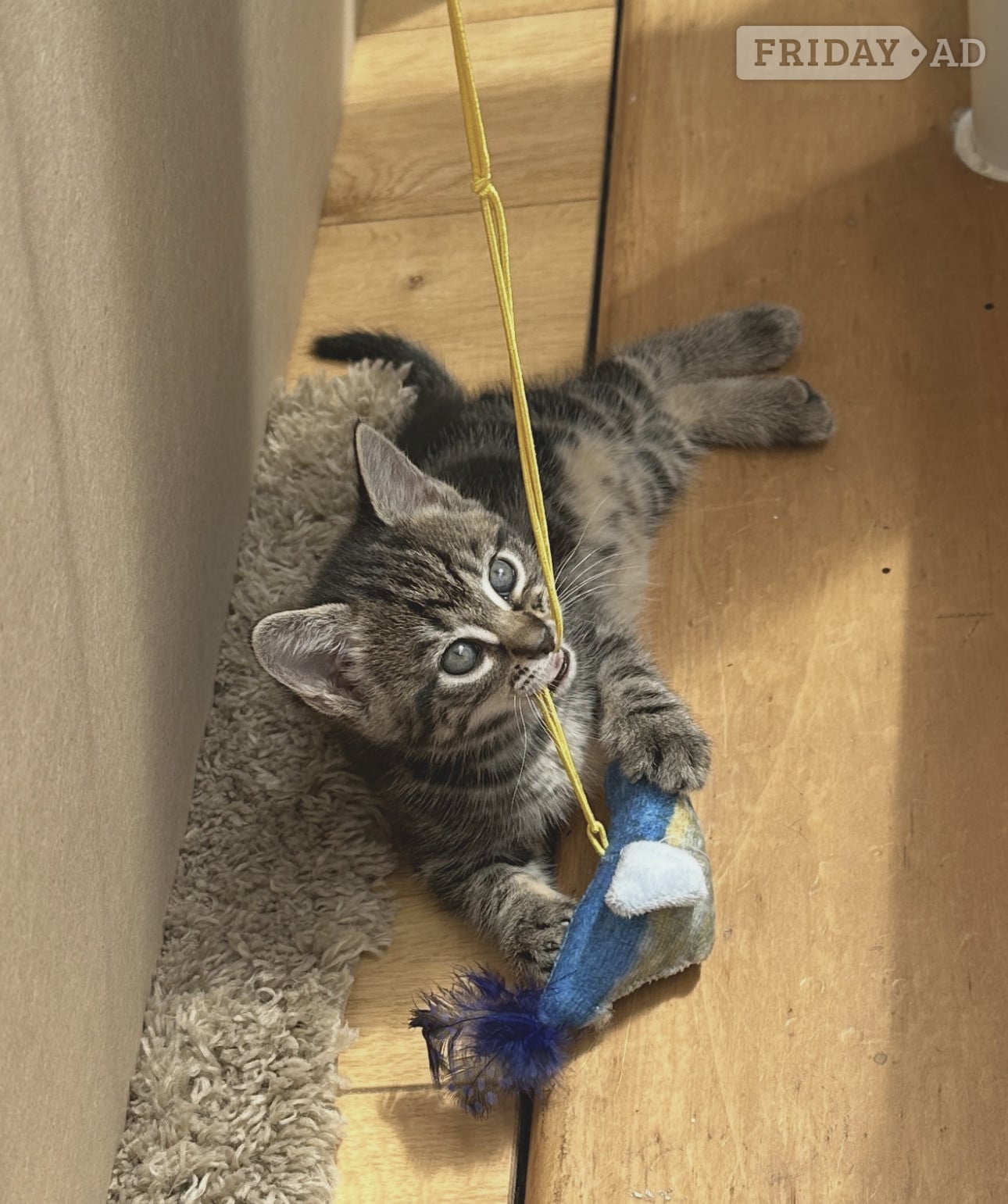 Bexhill-On-Sea Adorable Kitten Tabby Girl – 11 Weeks Ready Now for Her Forever Home