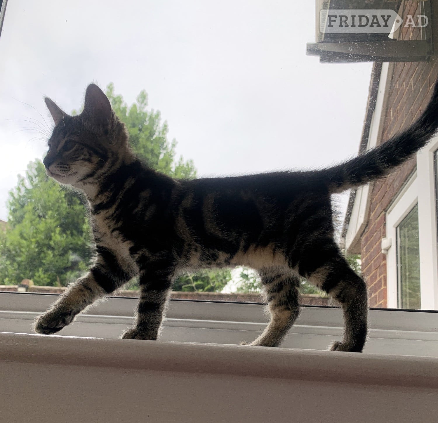 Adorable Kitten Tabby Girl – 11 Weeks Ready Now for Her Forever Home - Cats & Kittens in Bexhill-On-Sea