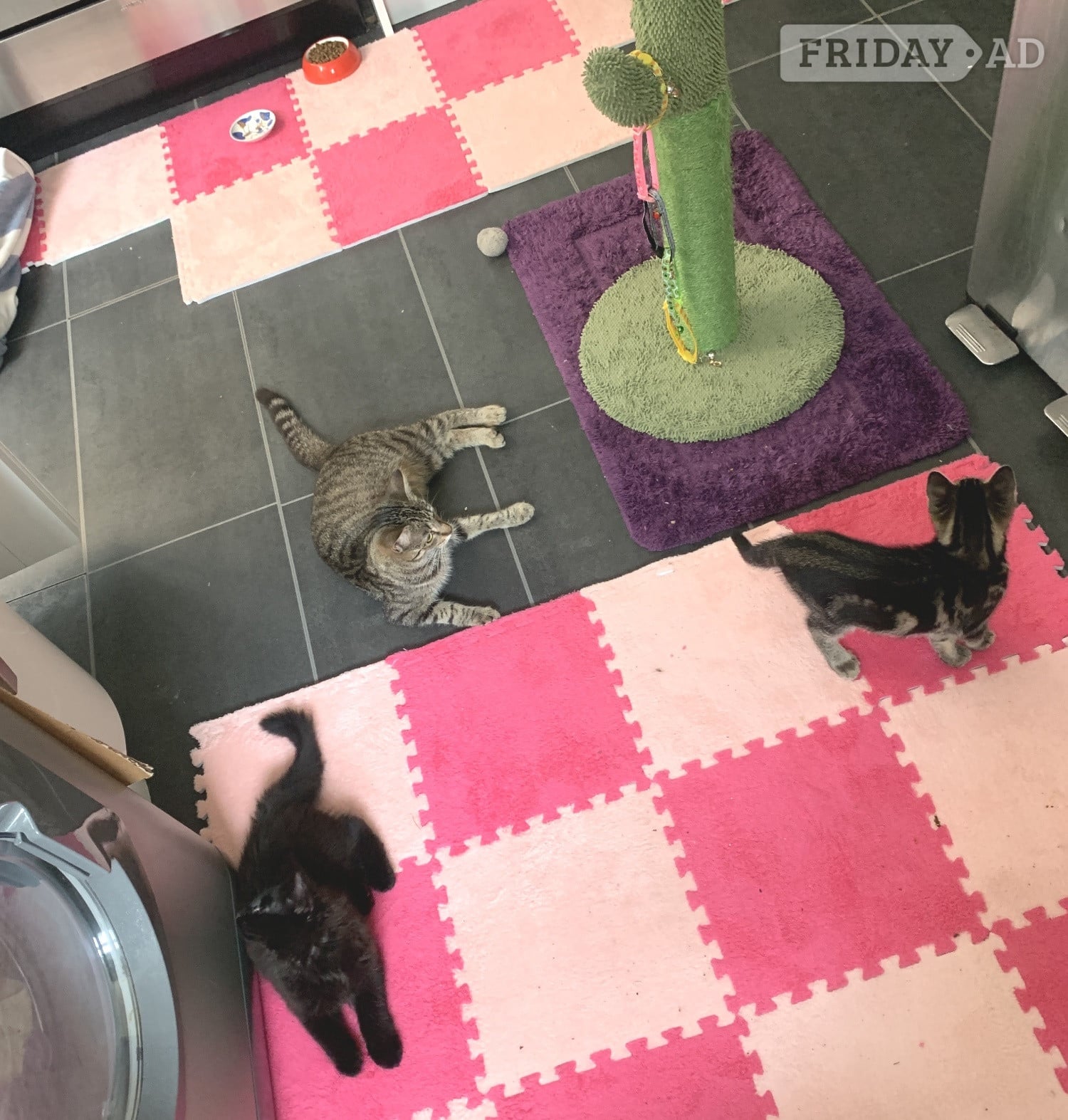 Adorable Kitten Tabby Girl – 11 Weeks Ready Now for Her Forever Home - Cats & Kittens