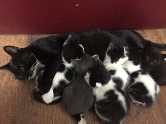 Kittens for free 1 boy and 1 girl must go together
