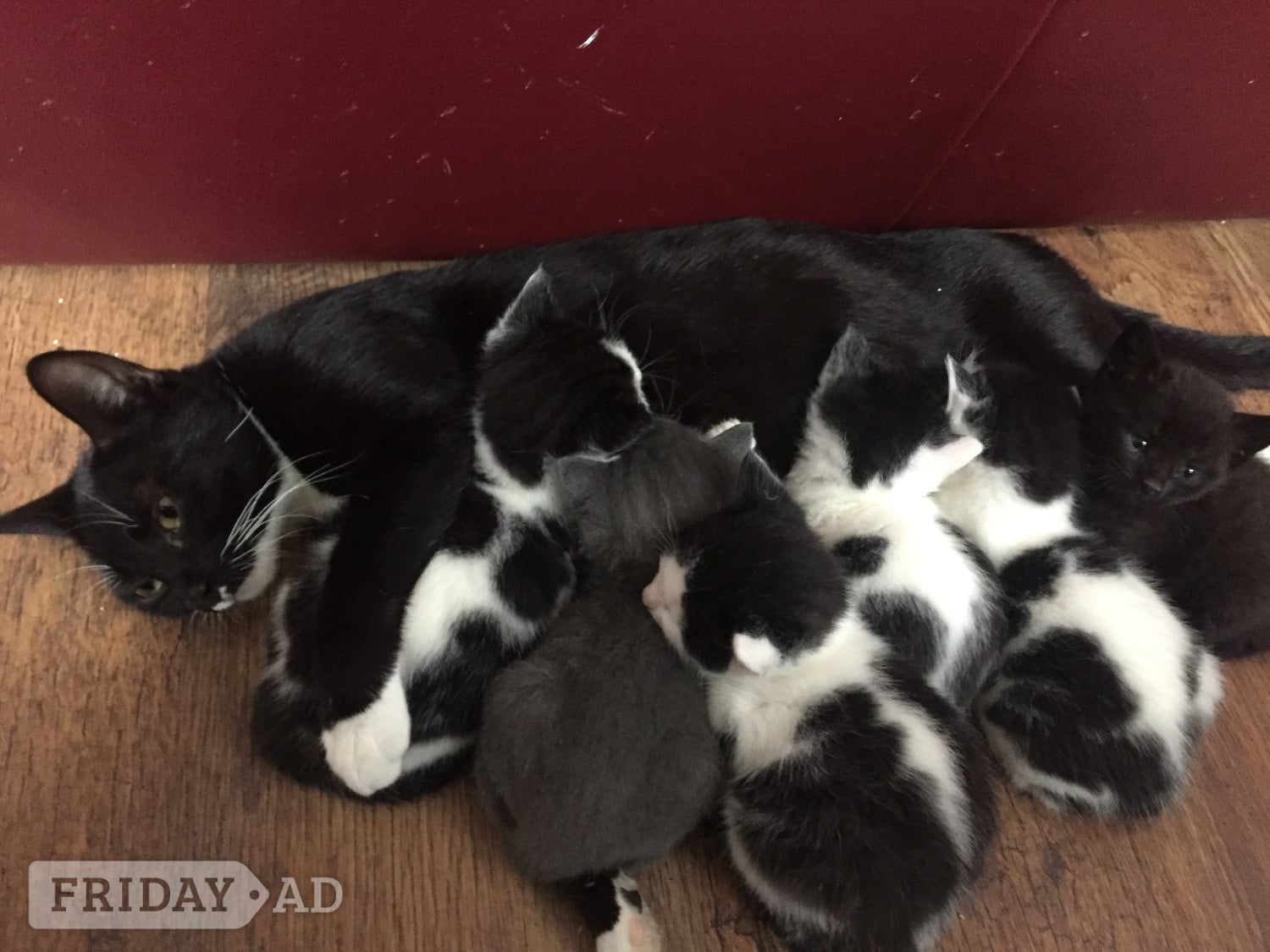 Kittens for free 1 boy and 1 girl must go together in Chichester