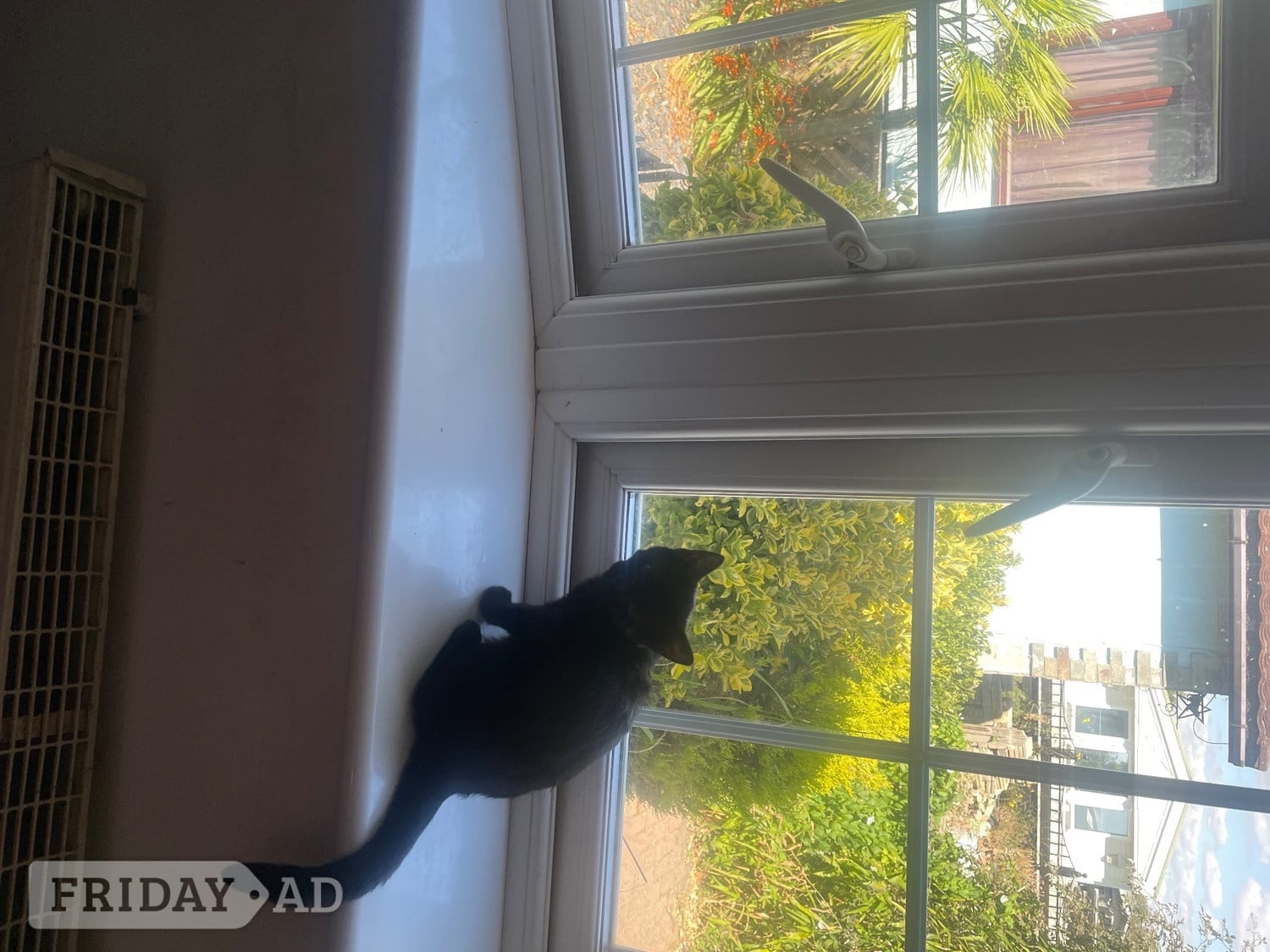 Chichester Kittens for free 1 boy and 1 girl must go together