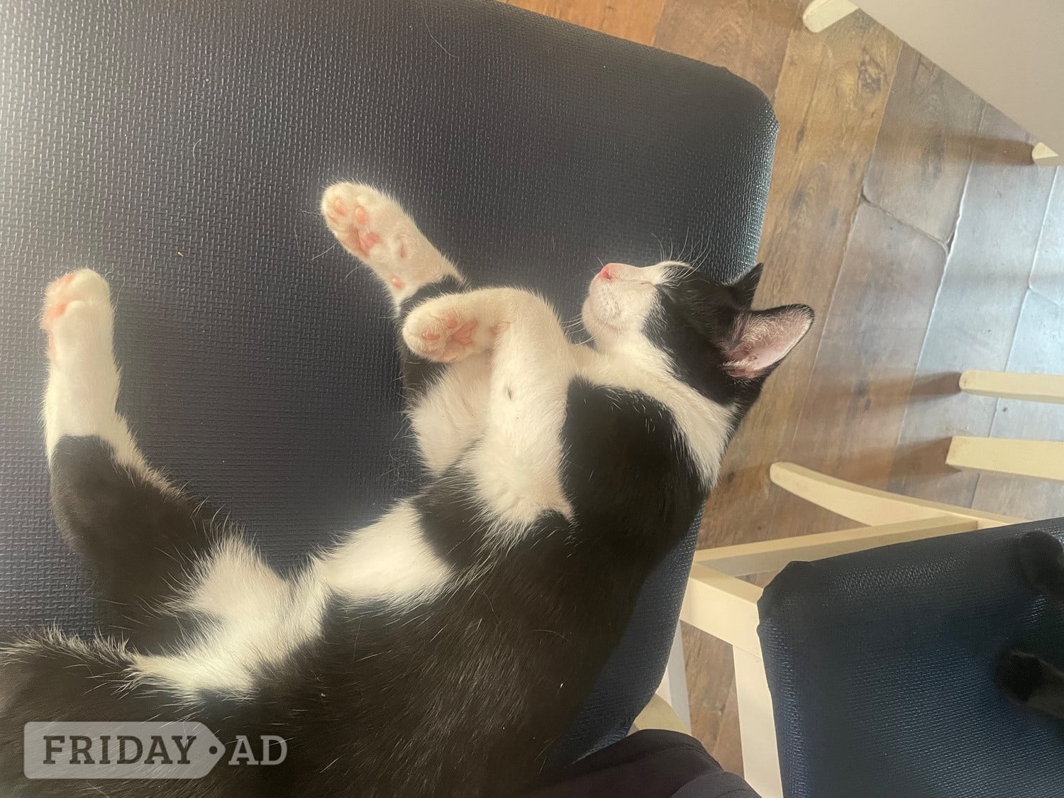 Kittens for free 1 boy and 1 girl must go together - Cats & Kittens in Chichester