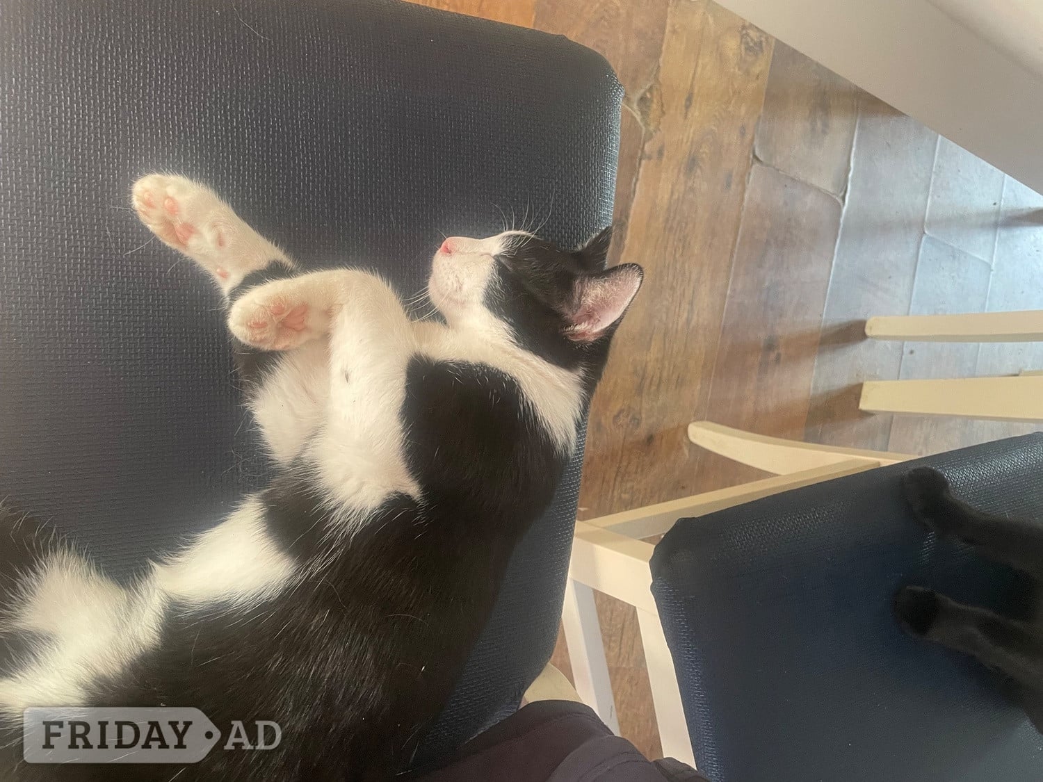Kittens for free 1 boy and 1 girl must go together - Cats & Kittens