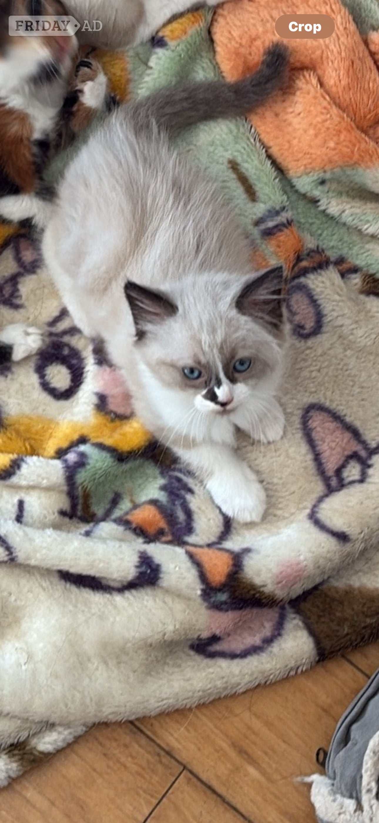 Gorgeous pedigree ragdoll kittens available  in Brighton