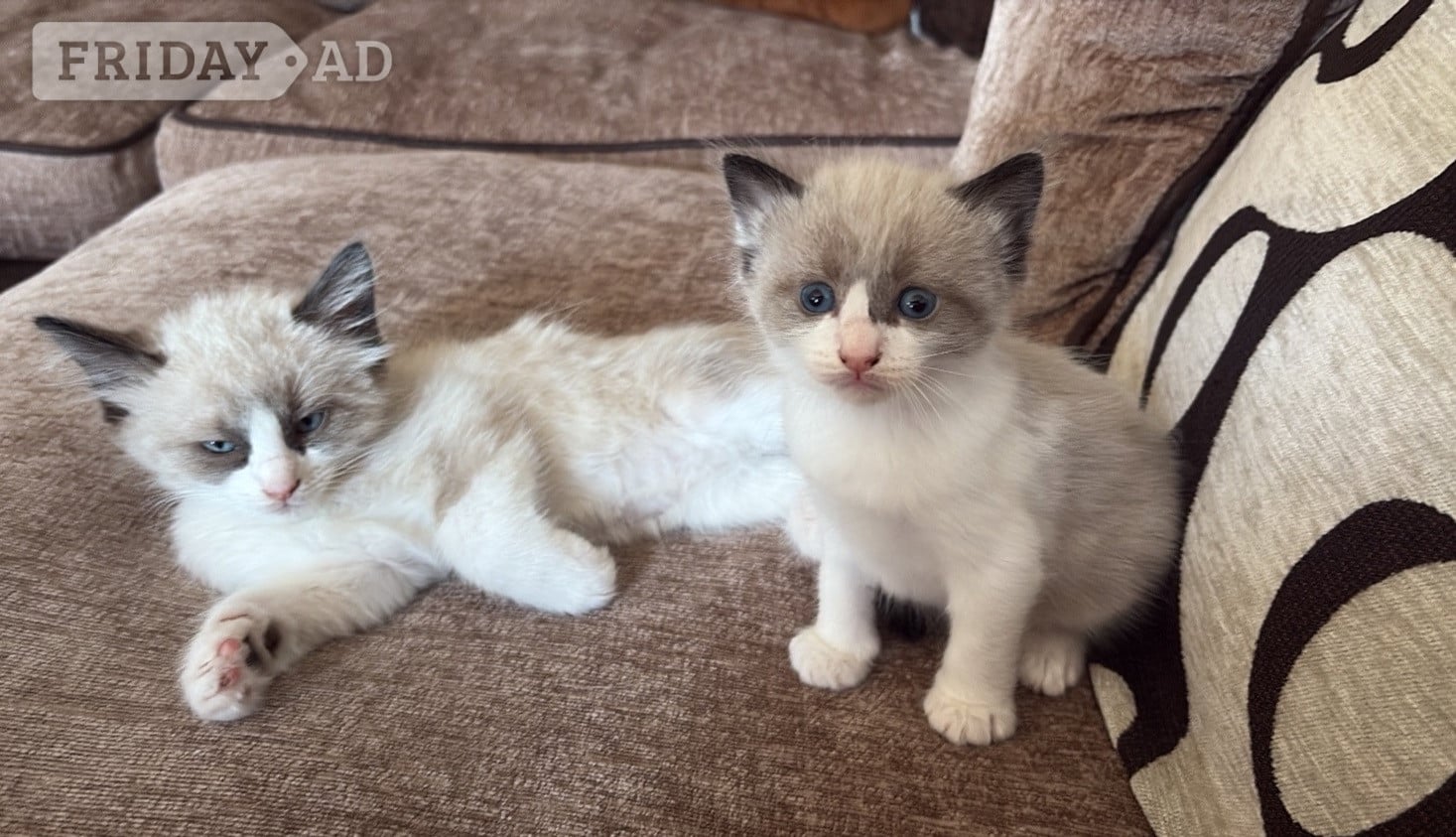Gorgeous pedigree ragdoll kittens available 
