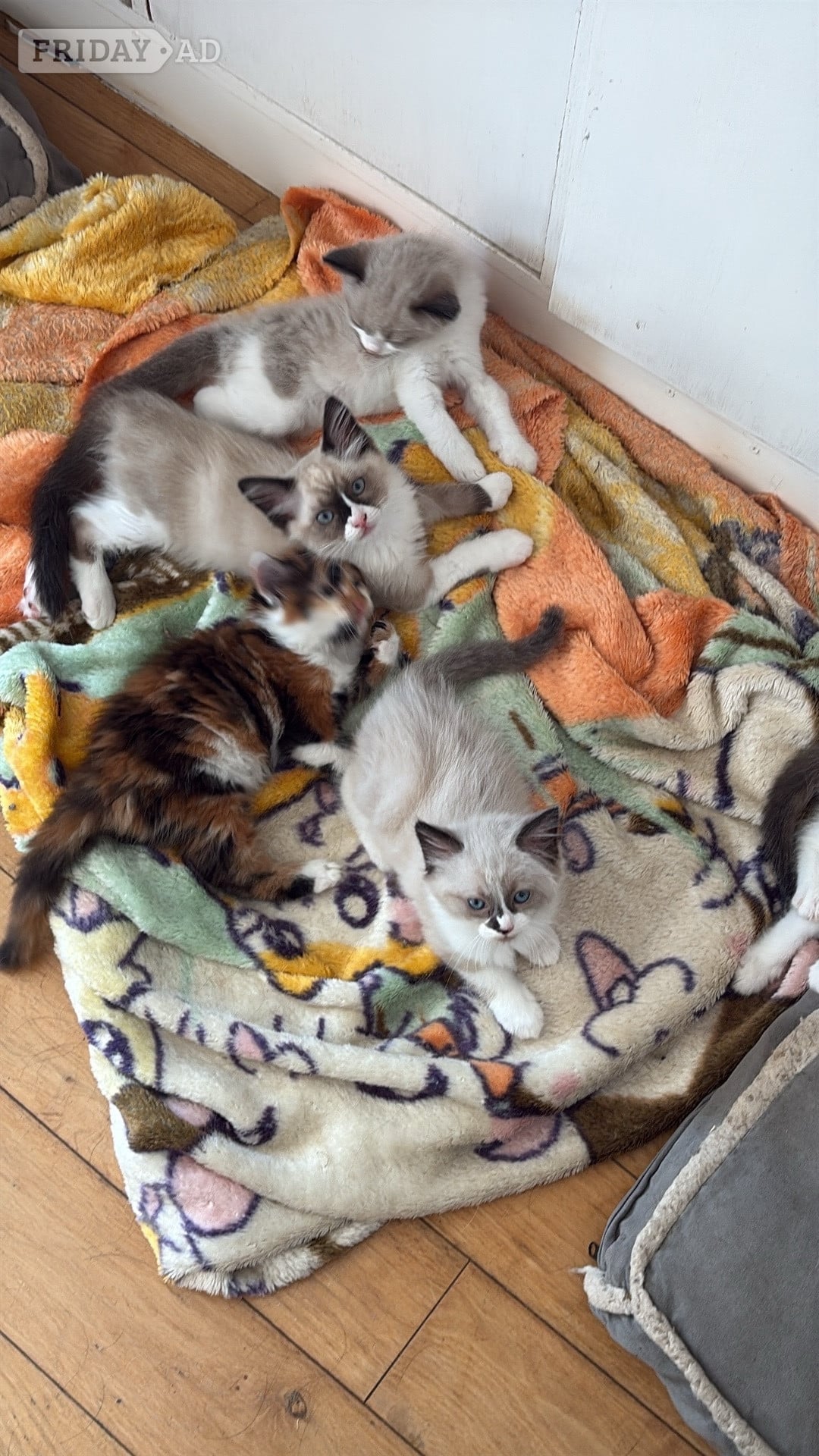 Brighton Gorgeous pedigree ragdoll kittens available 