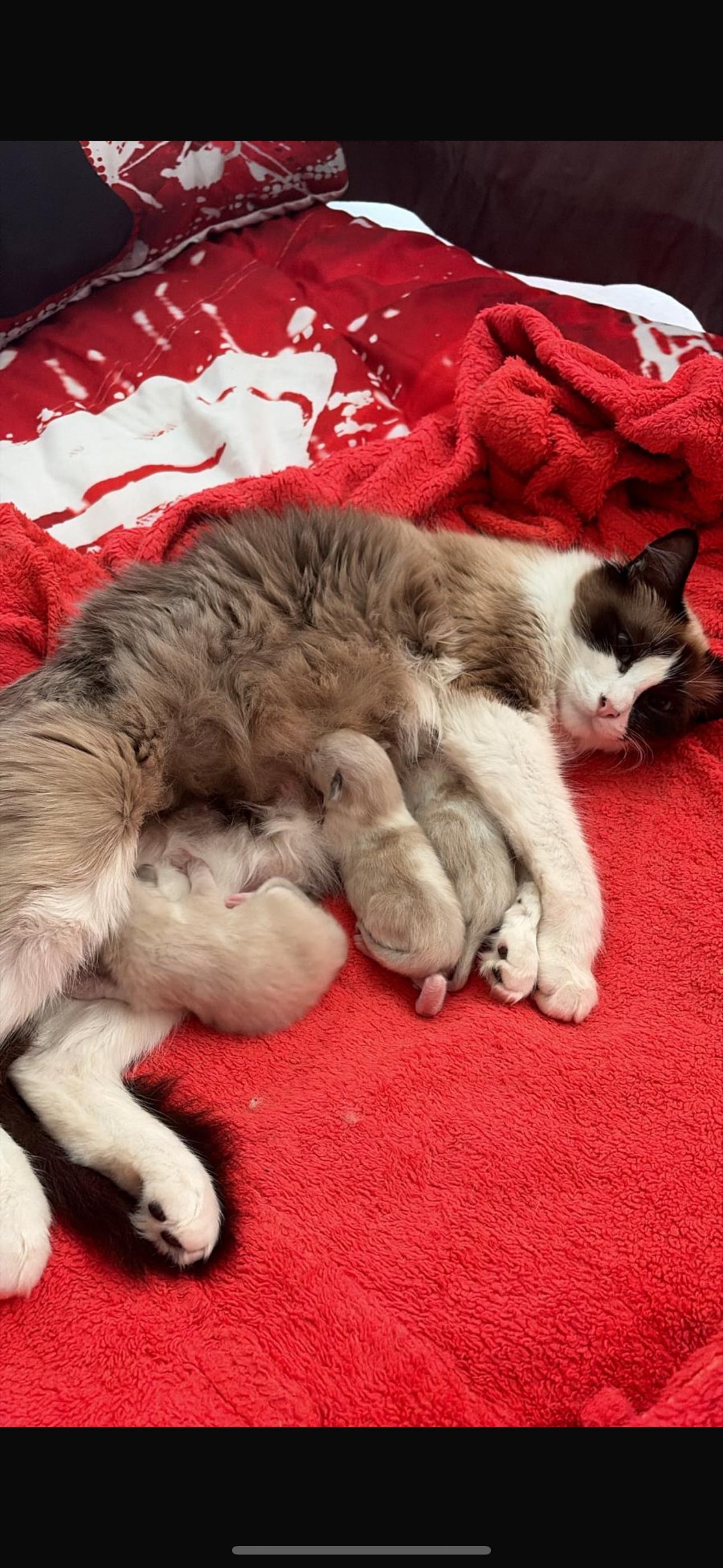 Gorgeous pedigree ragdoll kittens available  - Cats & Kittens in Brighton