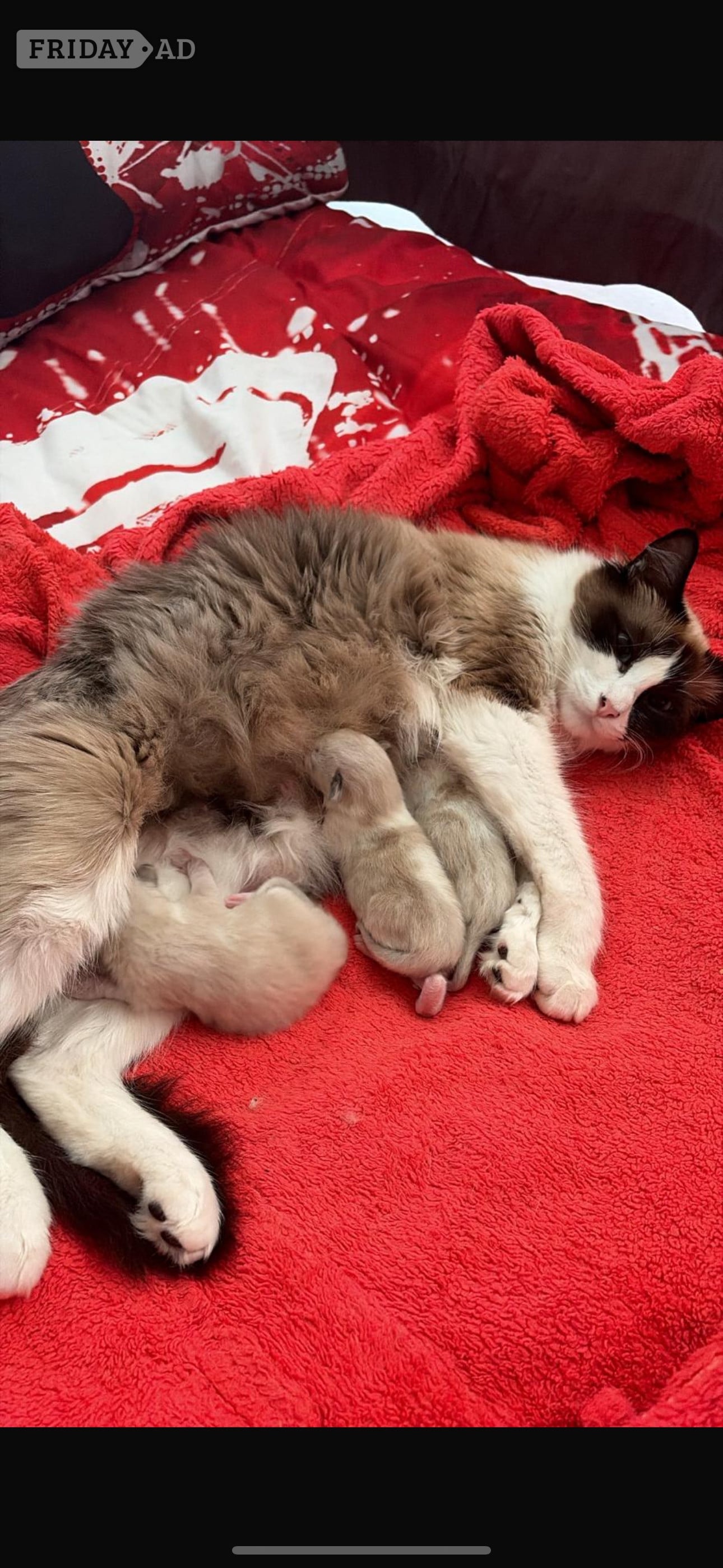 Gorgeous pedigree ragdoll kittens available  - Cats & Kittens in Brighton