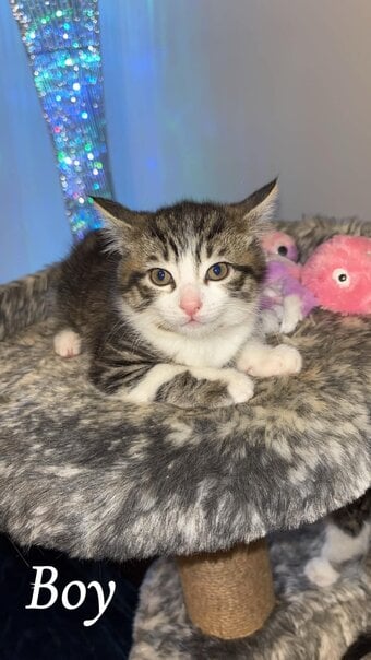 4 Beautiful Kittens Ready for there forever home.