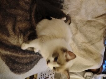 Beautiful 3 kittens 2 boys 1 Girl