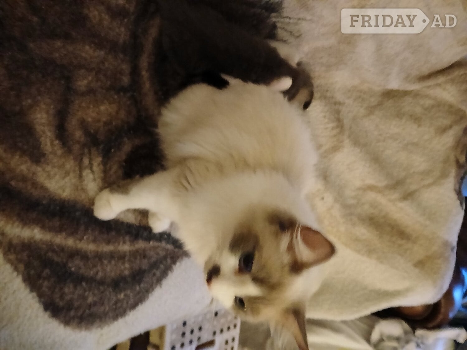 Beautiful 3 kittens 2 boys 1 Girl in Farnborough