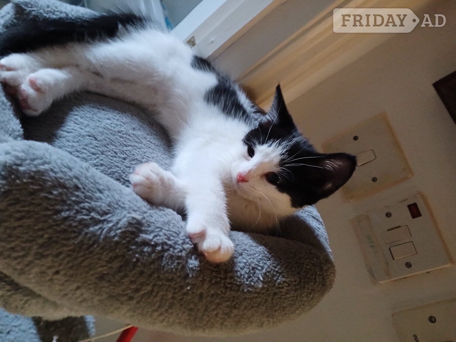 Farnborough Beautiful 3 kittens 2 boys 1 Girl