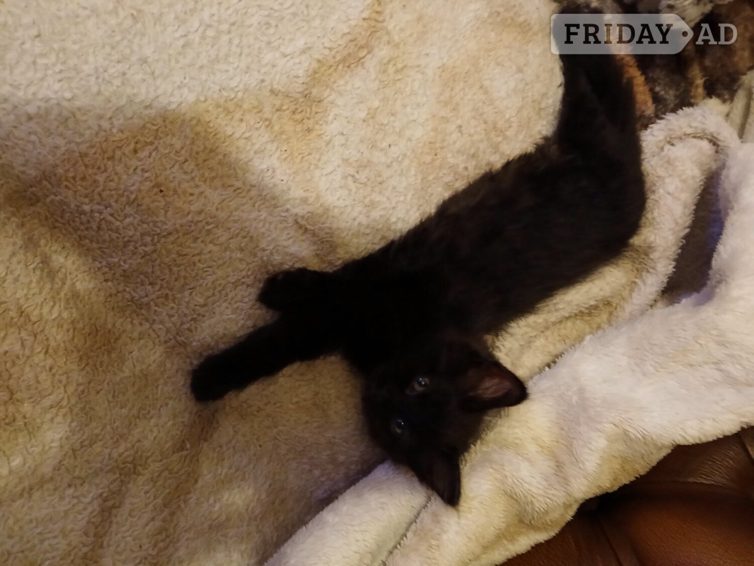 Beautiful 3 kittens 2 boys 1 Girl - Cats & Kittens in Farnborough