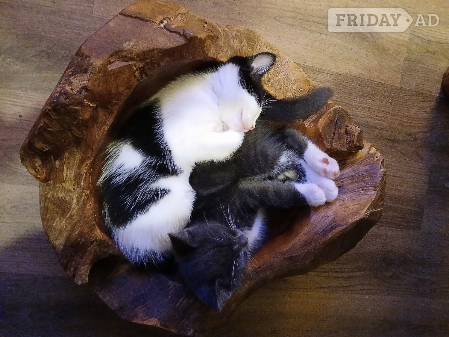 Beautiful 3 kittens 2 boys 1 Girl - Cats & Kittens