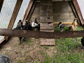 4 week old chicks