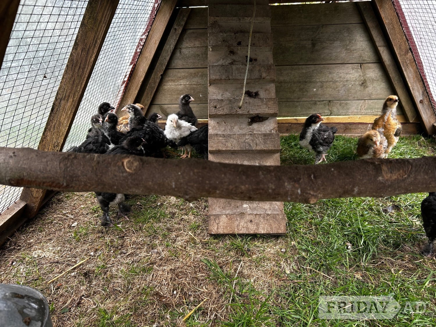 4 week old chicks in Eastbourne