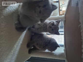 Pedigree British short hair kittens for sale