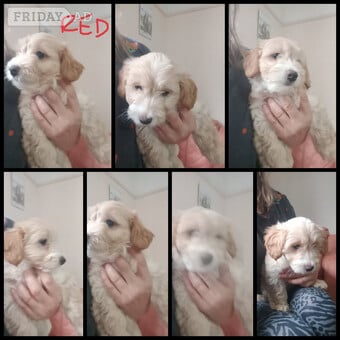 Fully vaccinated Ask for more Cockapoo & jack Russell Pups Ready DNA health tested clear Mum 