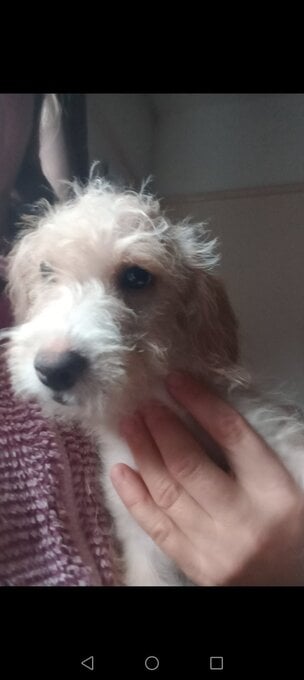 LAST 1 available Fully vaccinated cokapoo & jack Russell Pups Ready DNA health tested clear Mum 