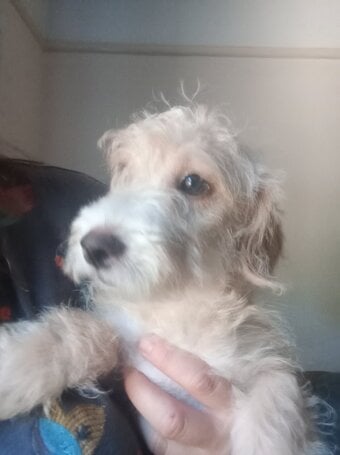 LAST 1 available Fully vaccinated cokapoo & jack Russell Pups Ready DNA health tested clear Mum 
