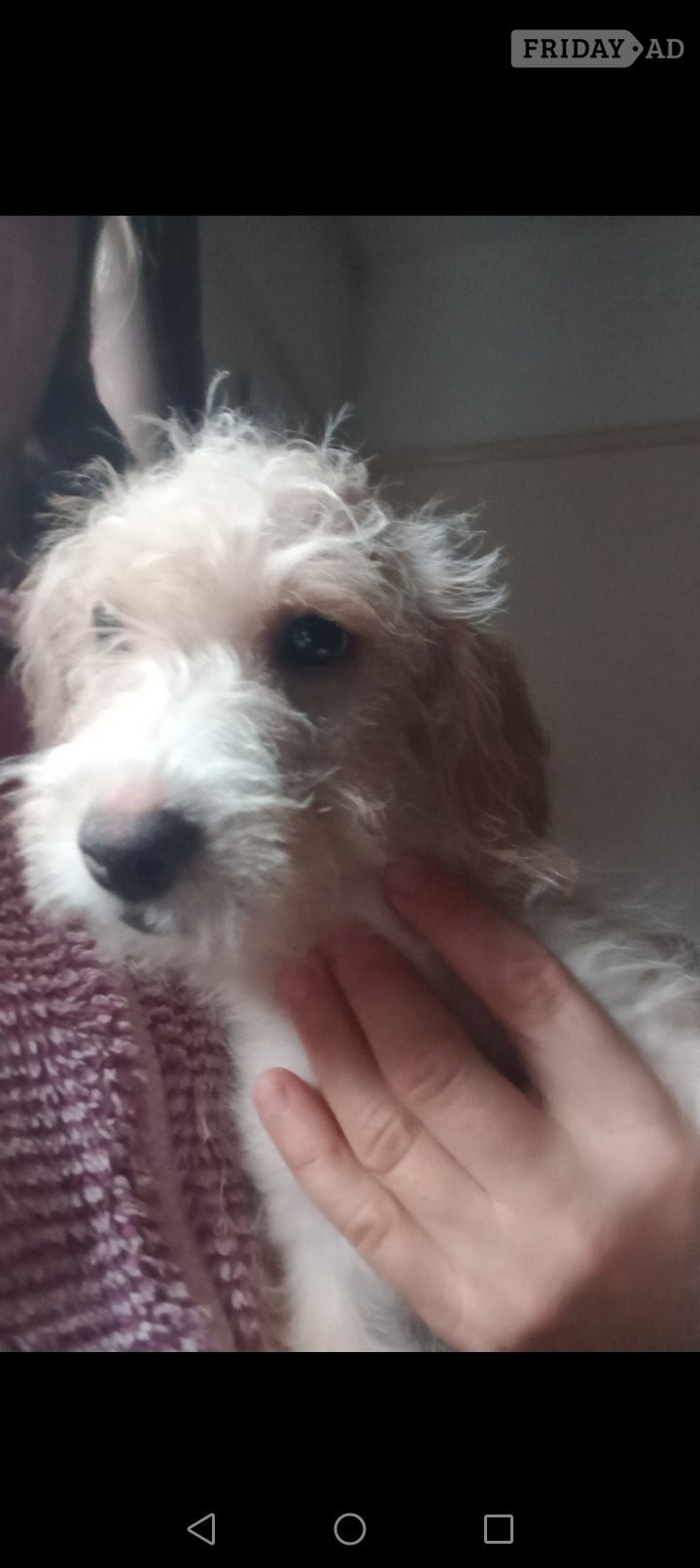 LAST 1 available Fully vaccinated cokapoo & jack Russell Pups Ready DNA health tested clear Mum  in Skegness