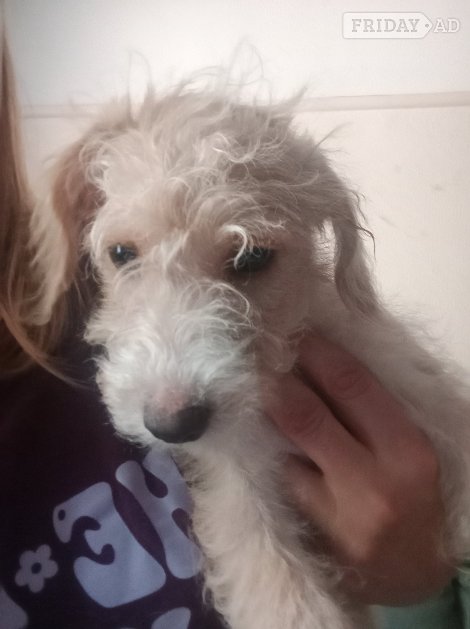 LAST 1 available Fully vaccinated cokapoo & jack Russell Pups Ready DNA health tested clear Mum 