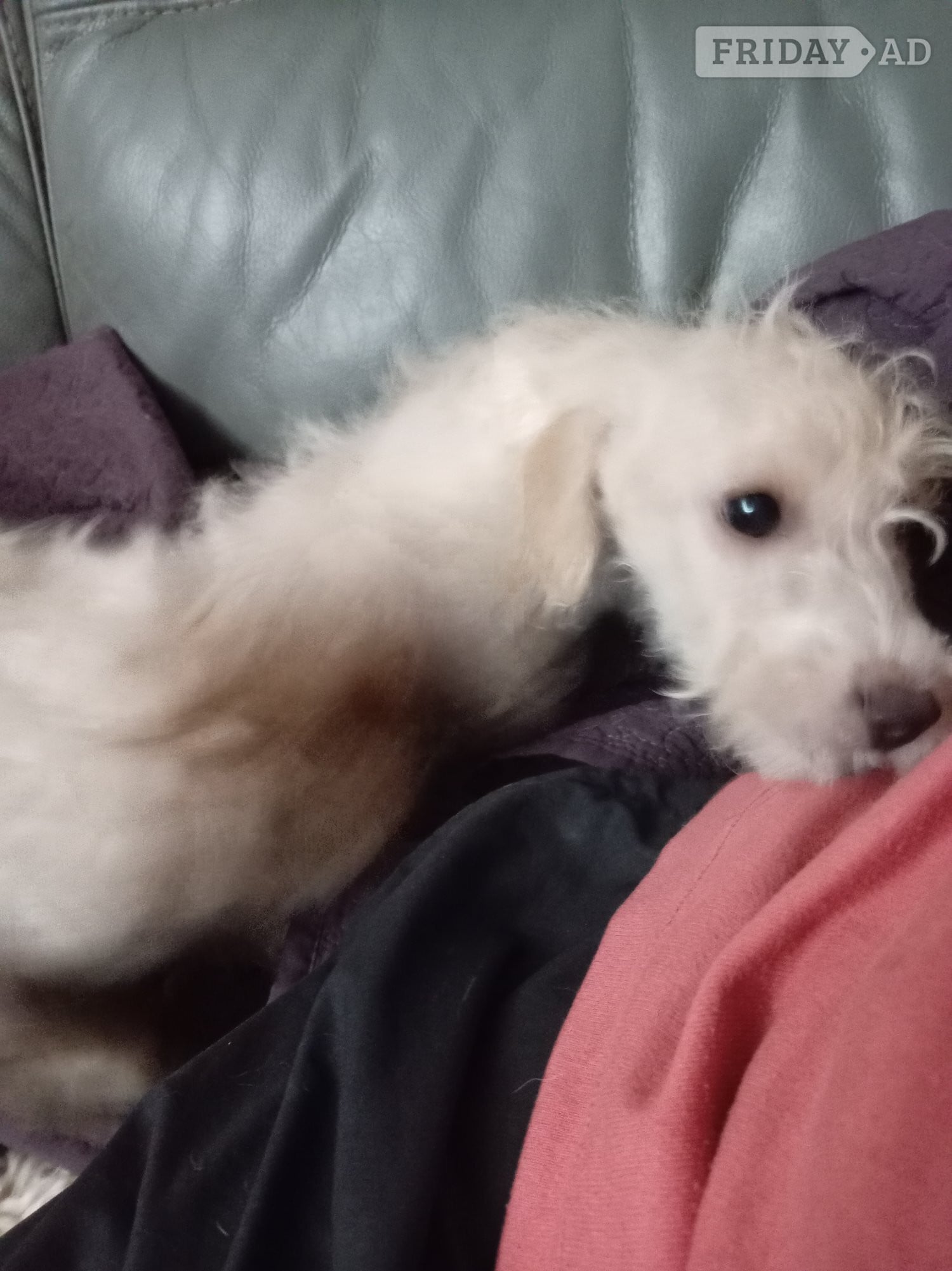 LAST 1 available Fully vaccinated cokapoo & jack Russell Pups Ready DNA health tested clear Mum  - Dogs & Puppies in Skegness