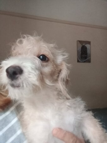 LAST 1 available REDUCED Fully vaccinated cokapoo & jack Russell Pups Ready DNA health tested clear Mum 