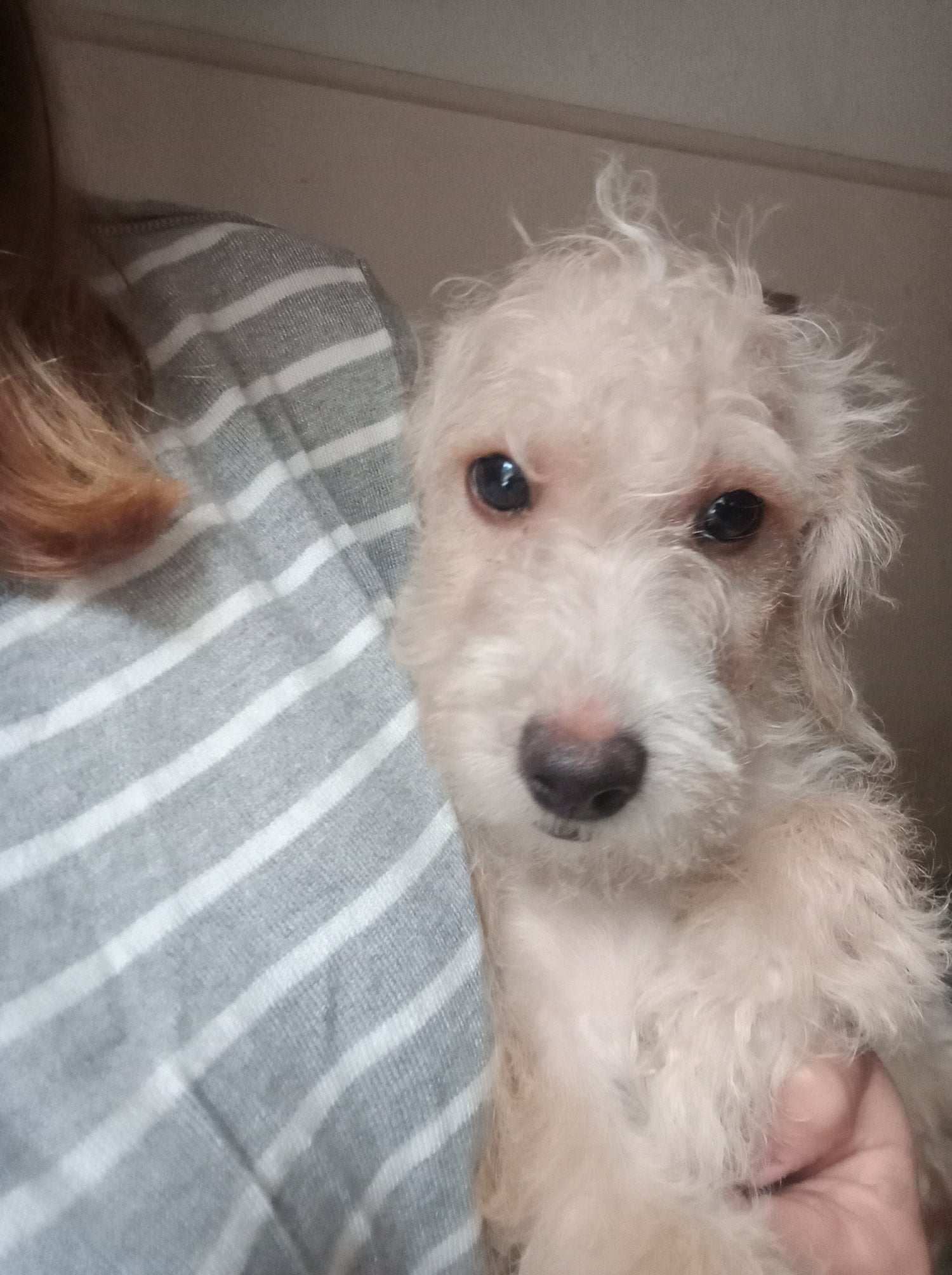 Skegness LAST 1 available REDUCED Fully vaccinated cokapoo & jack Russell Pups Ready DNA health tested clear Mum 