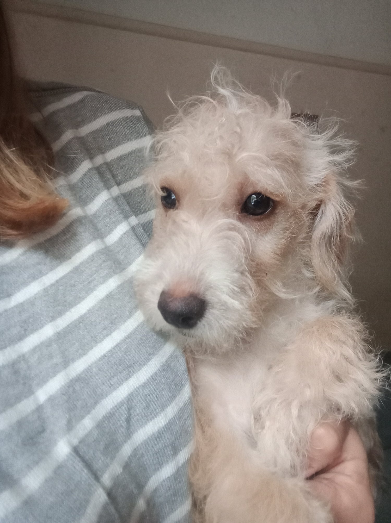 LAST 1 available REDUCED Fully vaccinated cokapoo & jack Russell Pups Ready DNA health tested clear Mum  - Dogs & Puppies in Skegness