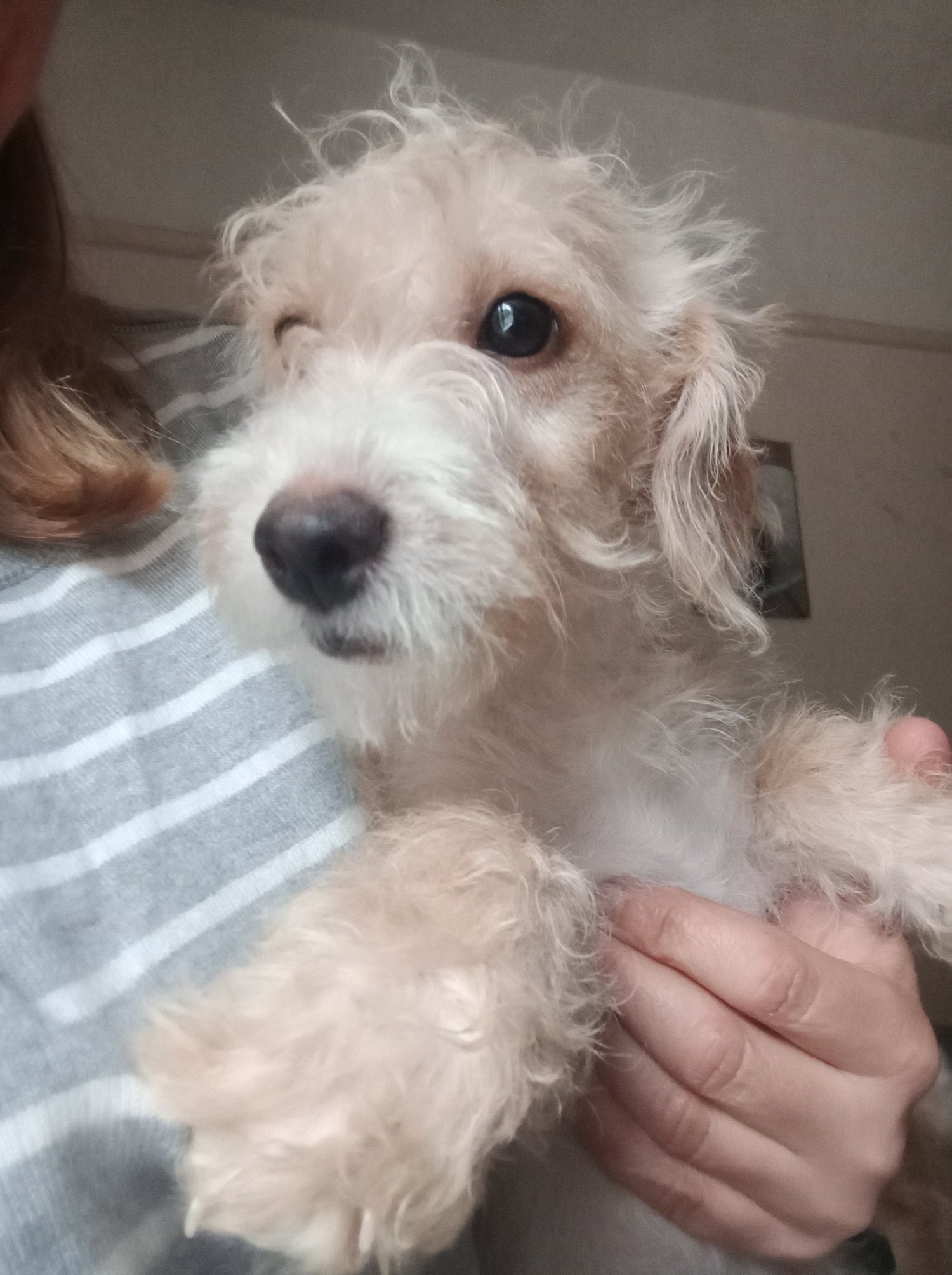 LAST 1 available REDUCED Fully vaccinated cokapoo & jack Russell Pups Ready DNA health tested clear Mum 