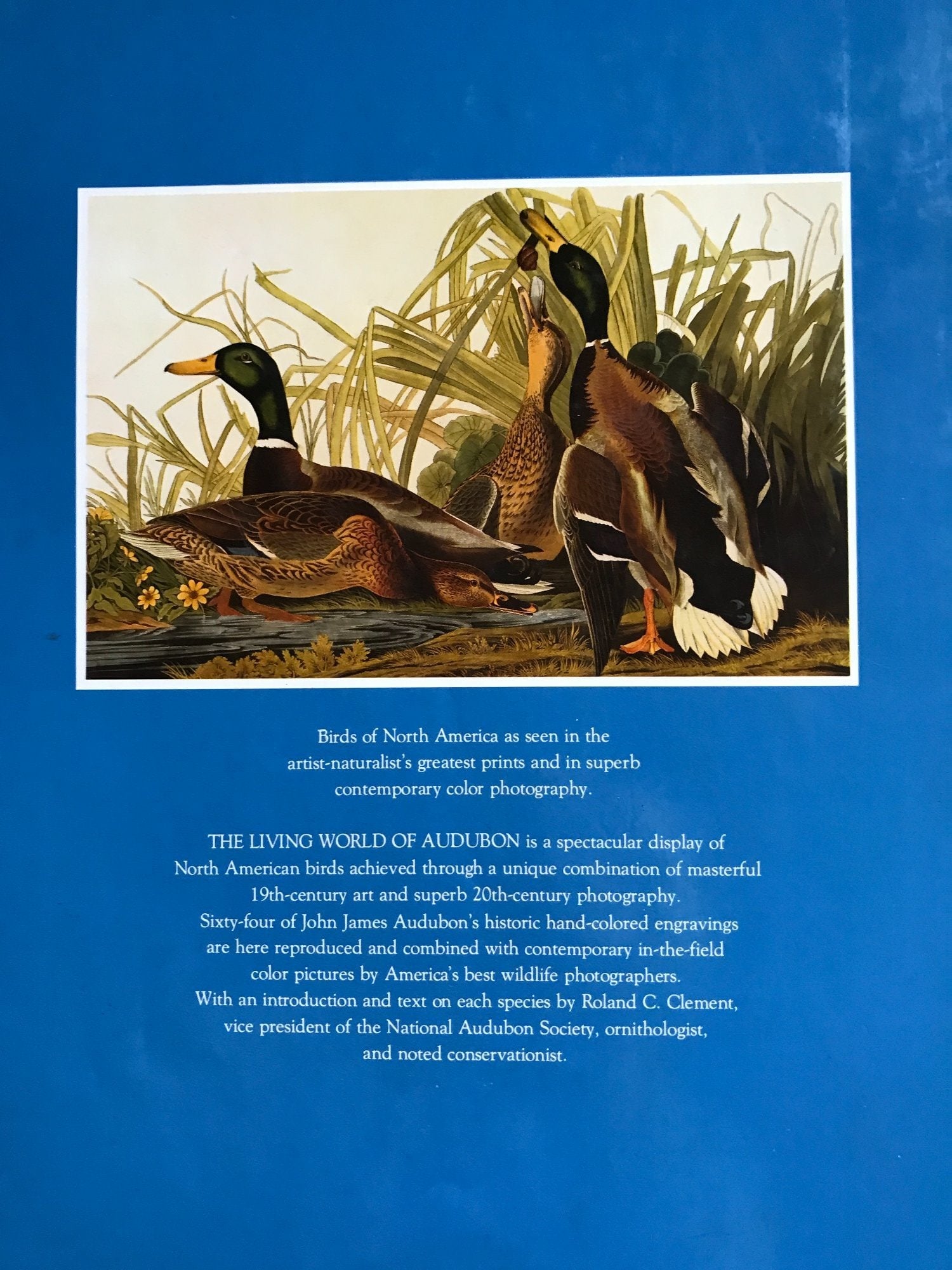 The Living World of Audubon by Roland C Clement 