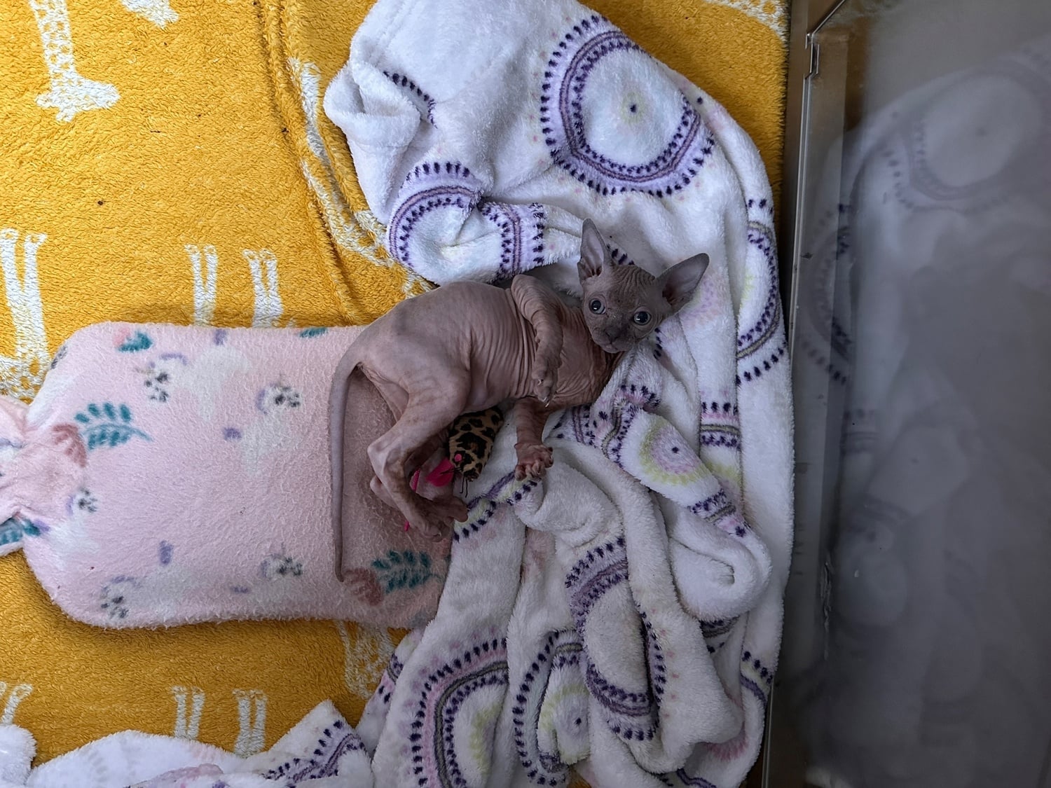 Beautiful blue Canadian Sphynx kitten, female,
