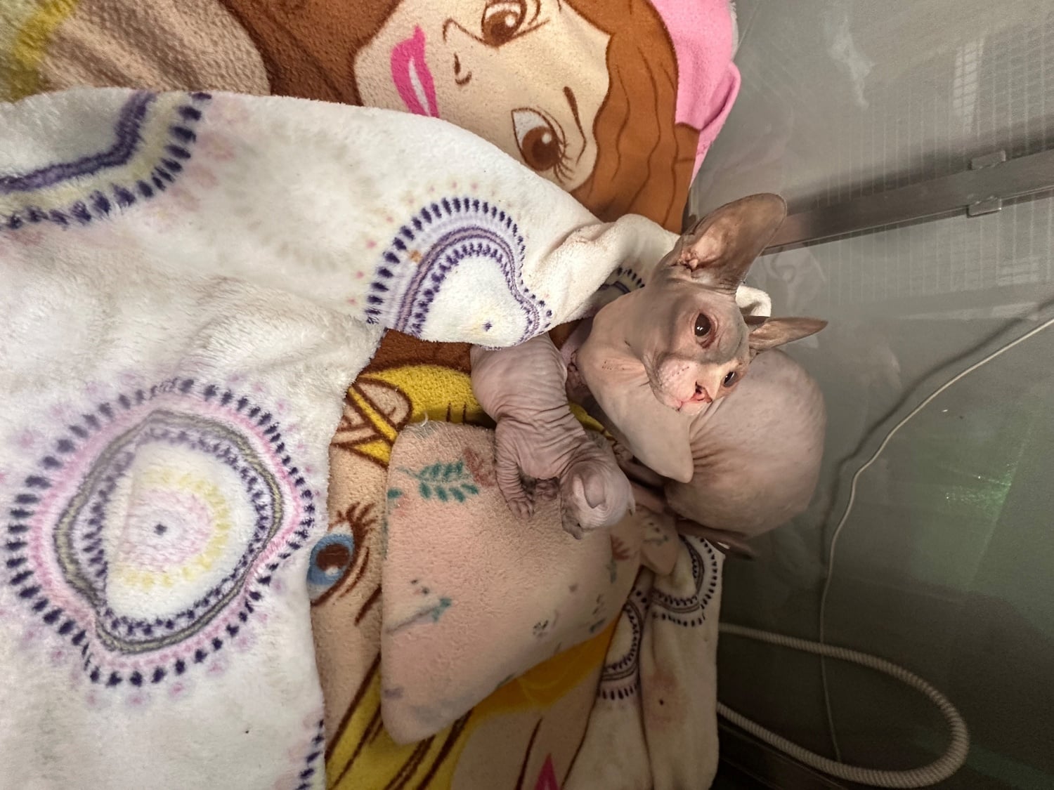 Dalkeith Beautiful blue Canadian Sphynx kitten, female,