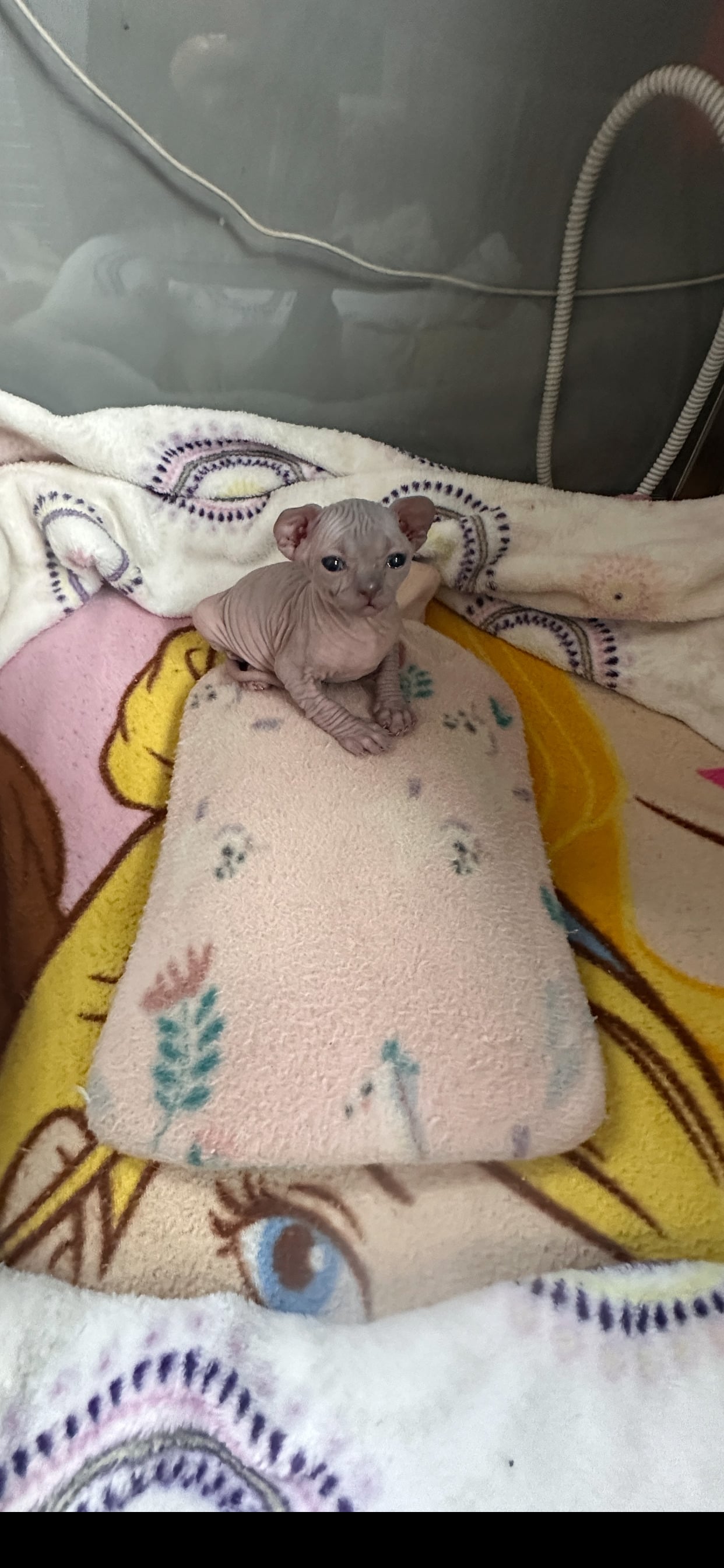 Beautiful blue Canadian Sphynx kitten, female, - Cats & Kittens in Dalkeith