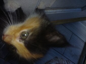 7 beautiful kittens for sale
