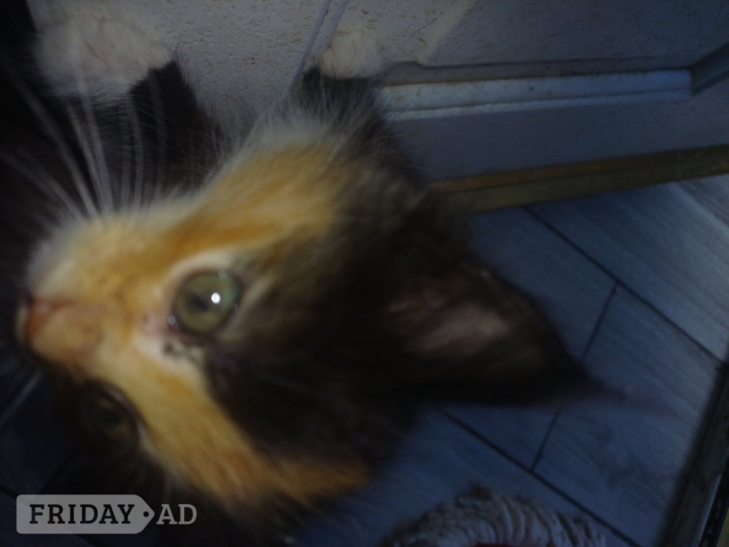 7 beautiful kittens for sale in Watford